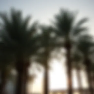 Magnificent Exploring the Significance of the Palm Tree in Dubai's Culture and Real Estate Magnificent Exploring the Significance of the Palm Tree in Dubai's Culture and Real Estate