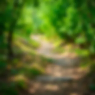 Scenic walking trail surrounded by greenery