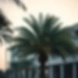 Exploring the Significance of the Palm Tree in Dubai's Culture and Real Estate Introduction